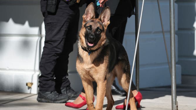 Joe Biden's Dog Commander Bites Yet Another Secret Service Agent