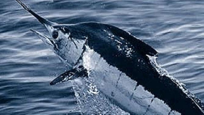 An Atlantic blue marlin