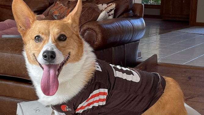 Daisey the Browns dog