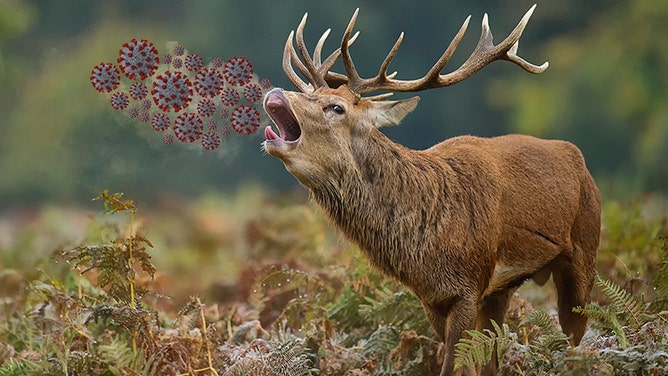 Deer with COVID
