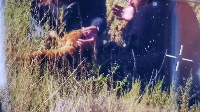 The Fremont County (CO) Sheriff's Office found Farrah the Golden Retriever while conducting a drone training mission
