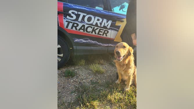 Farrah the Golden Retriever is now a big TV star
