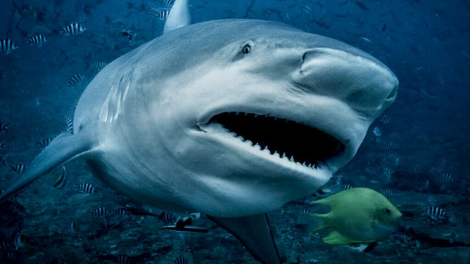 Bull Shark