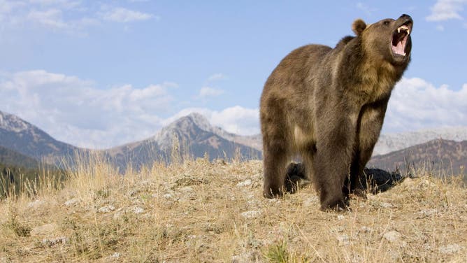 Grizzly Bear