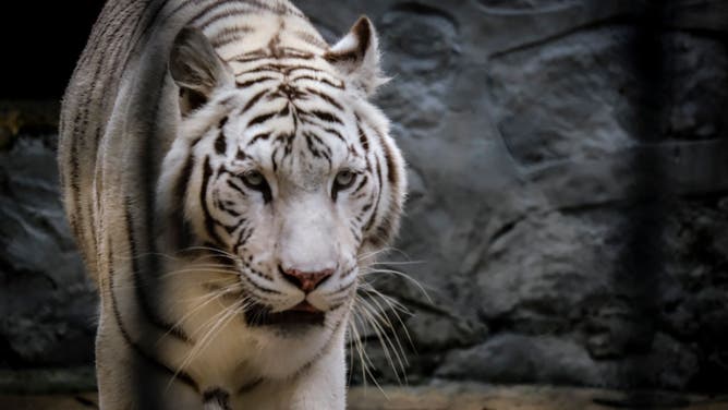 The Cincinnati Bengals paid homage to the white bengal tiger last NFL season, while the Cleveland Browns are stealing Penn State's classic white helmet look. These two things are not the same.