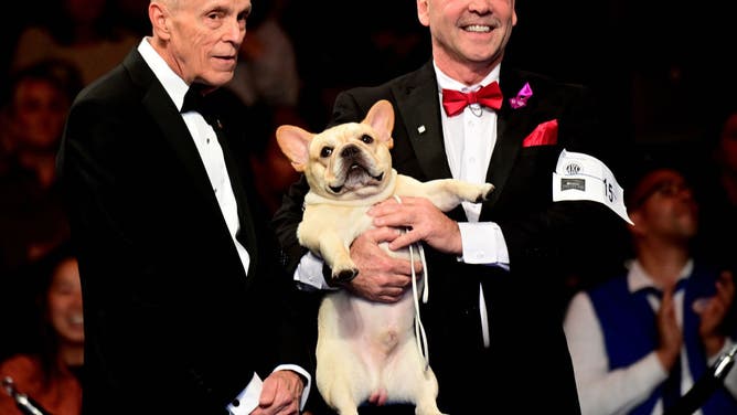 PETA very mad about a french bulldog winning