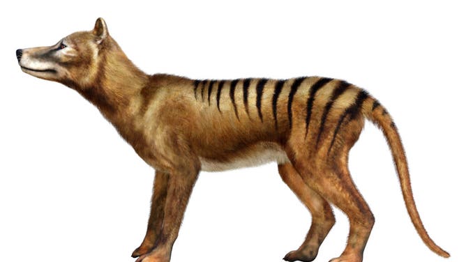 Thylacine