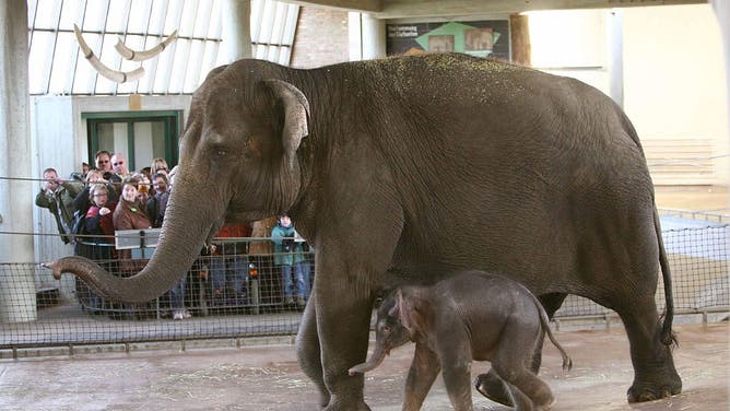 Elephants