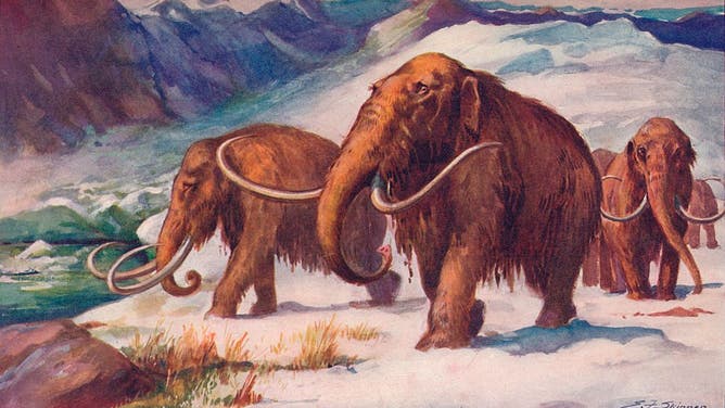 Wooly Mammoths