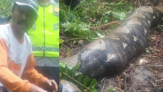 660e475a-Python swallows woman Indonesia