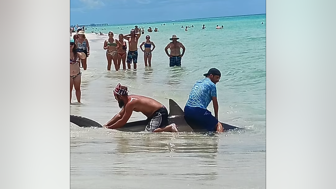 Man Rides A Shark, Whistleblower Confirms Aliens Found, Reporter Stiff Arms, Drunk Women On Planes & Florida Man Thinks Inside The Box