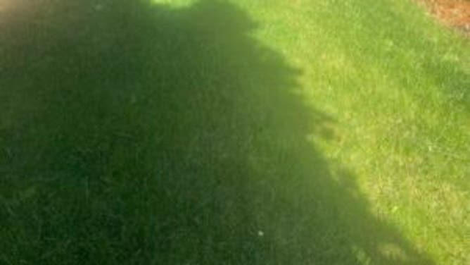 Steve's lawn