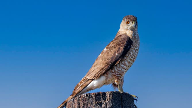 Hawk on stump