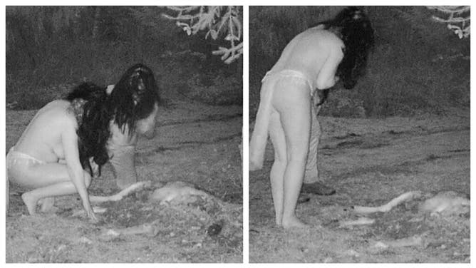 Nothing like some good deer carcass for these witches.