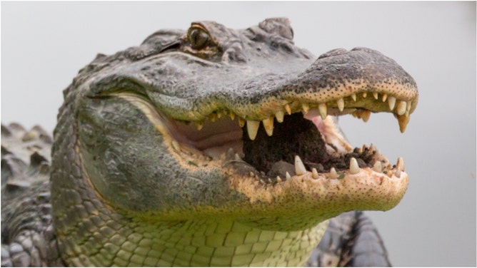 Massive alligator spotted on Florida golf course. (Credit: Getty Images)