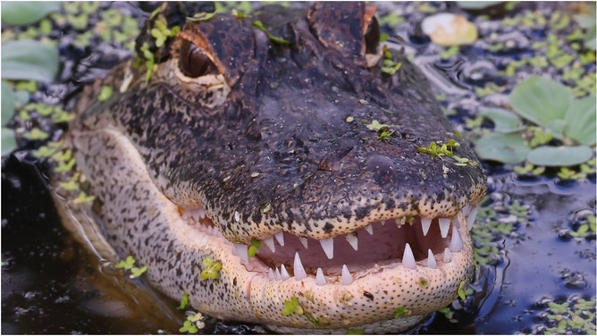 Alligator attempts to attack people riding in a golf cart. (Credit: Bruce Bennett/ Getty Images)