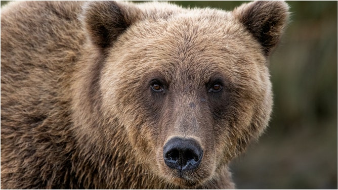 A massive bear was filmed roaming Reno looking for food. Watch the awesome footage. (Credit: Getty Images)