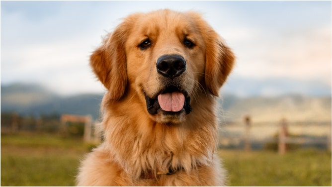 A viral video shows a lost dog hanging out with some massive bears in Russia. Watch the video. (Credit: Getty Images)