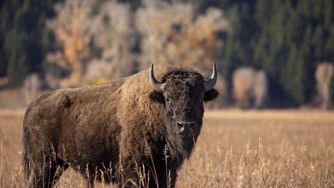 Bison (Credit: Getty Images)