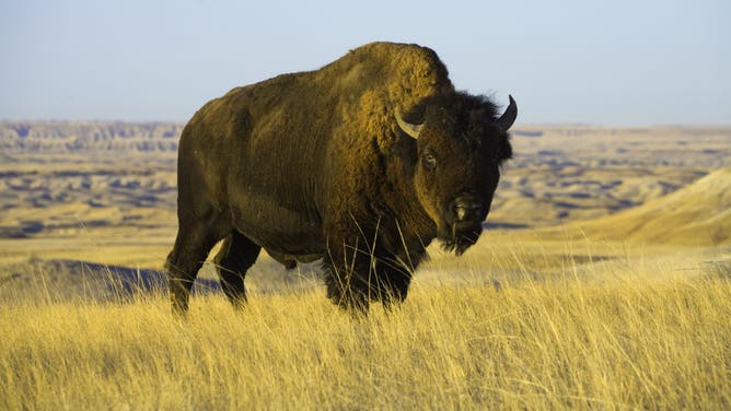 Bison (Credit: Getty Images)