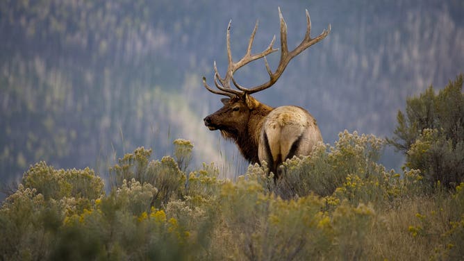 A stunning video shows an elk fighting off multiple wolves. (Credit: Getty Images)