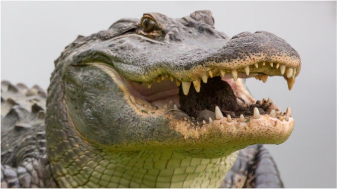 A massive crocodile was filmed strolling around a golf course in South Carolina. Watch the video. (Credit: Getty Images Creative)