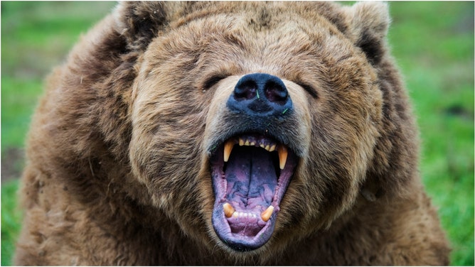 A viral video shows a hiker getting shockingly close to a massive bear. Watch the stunning footage. (Credit: Getty Images Creatives)