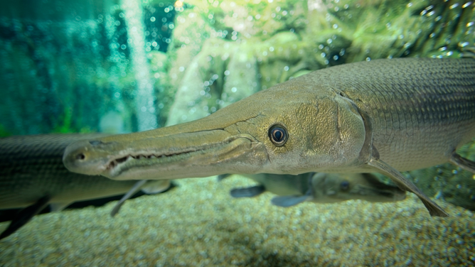 Angler Lands World Record-Breaking Alligator Gar In Texas Lake