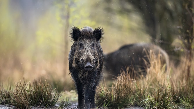 A video shows a man freeing a wild hog, but it didn't go well. (Credit: Getty Images Creatives)