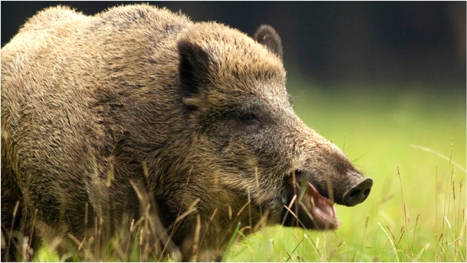 A viral video shows a man smacking a wild boar on the butt and then regretting it. Watch the video. (Credit: Getty Images Creative)