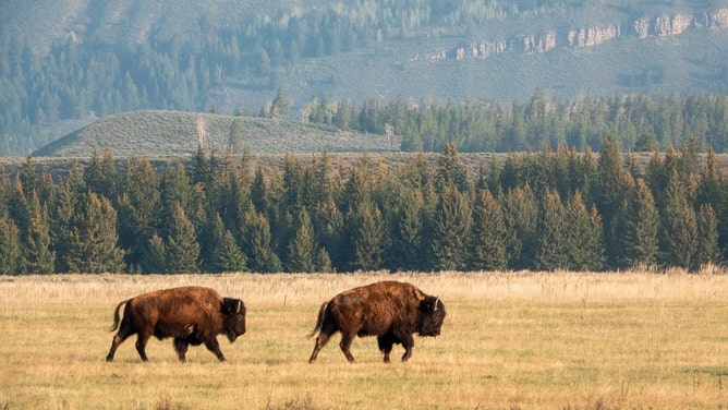 A bison was spotted on the loose in Michigan. (Credit: Getty Images Creatives)