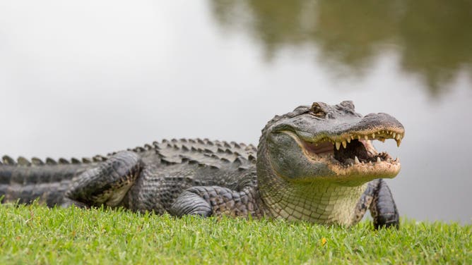 An alligator killed a woman in Florida. (Credit: Getty Images)