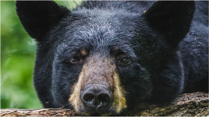 Man finds multiple bears in his car. (Credit: Getty Images Creatives)