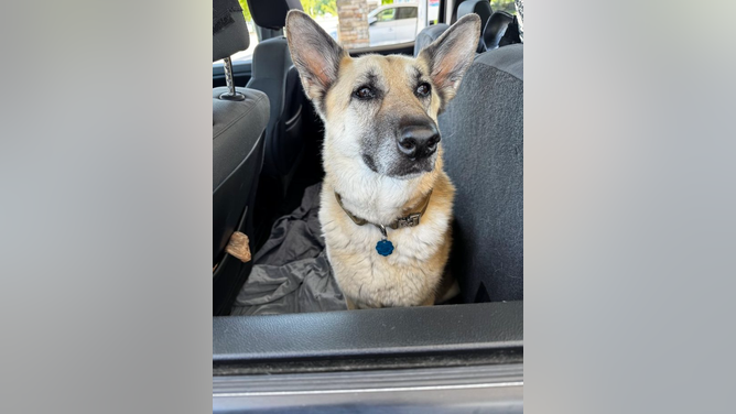 german shepherd kaia