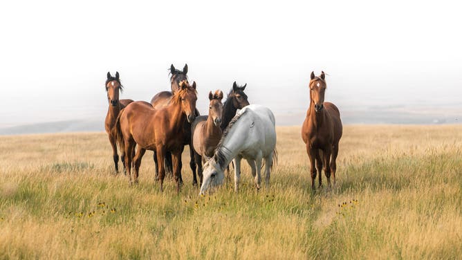 Some wild horses ran for their lives as a bear chased them in Canada. (Credit: Getty Images Creatives)