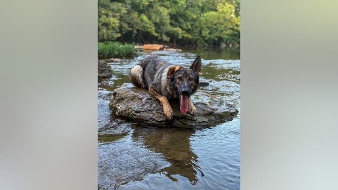 german shepherd dog