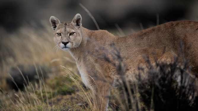 California Family Shocked As Mountain Lion Strolls Through Front Door: WATCH