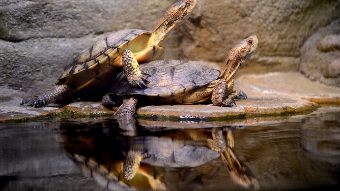 florida woman turtles in her bra tsa checkpoint