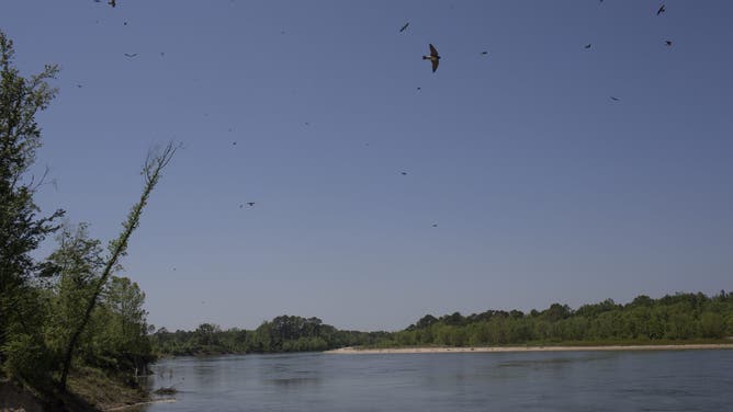 Trucker spotted Bigfoot near Sabine River in Texas