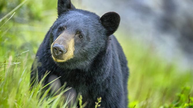 Black bear (credit: Getty Images Creatives)