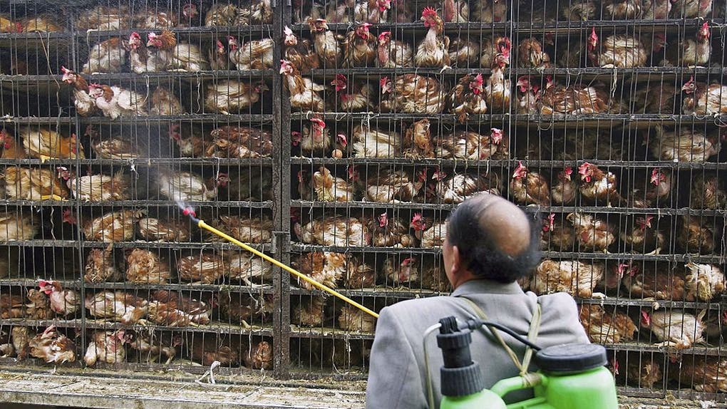 Surveillance Tightened After Dead Goose In Qinghai Tested Positive For H5N1 Virus