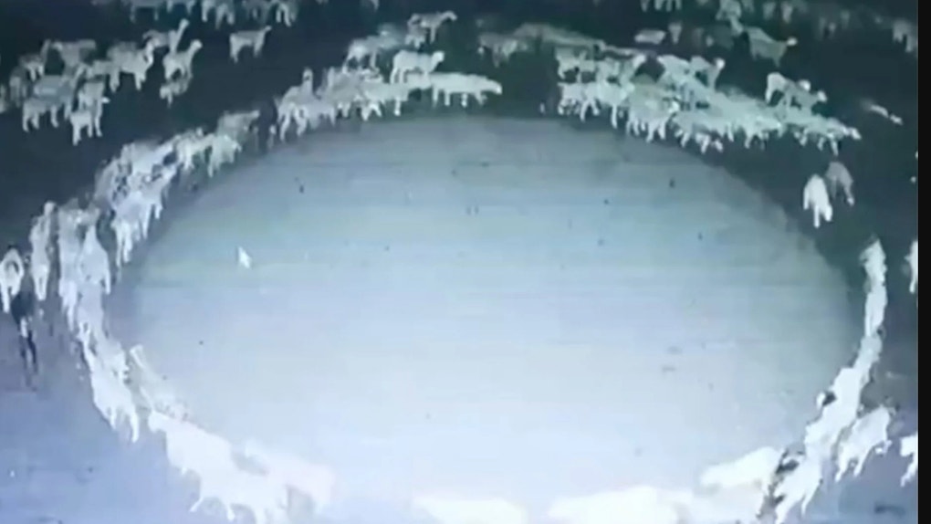 Mongolian sheep walk in circles
