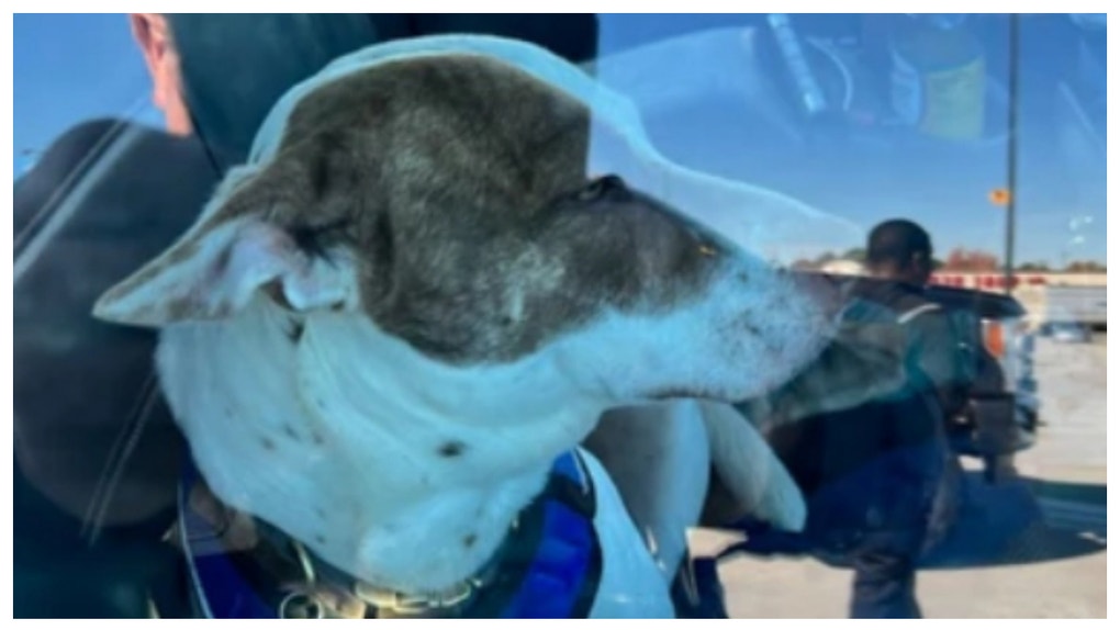 Walmart dog crash