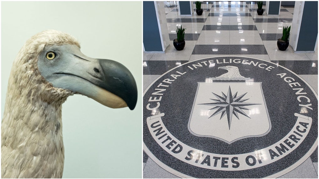 Dodo bird CIA