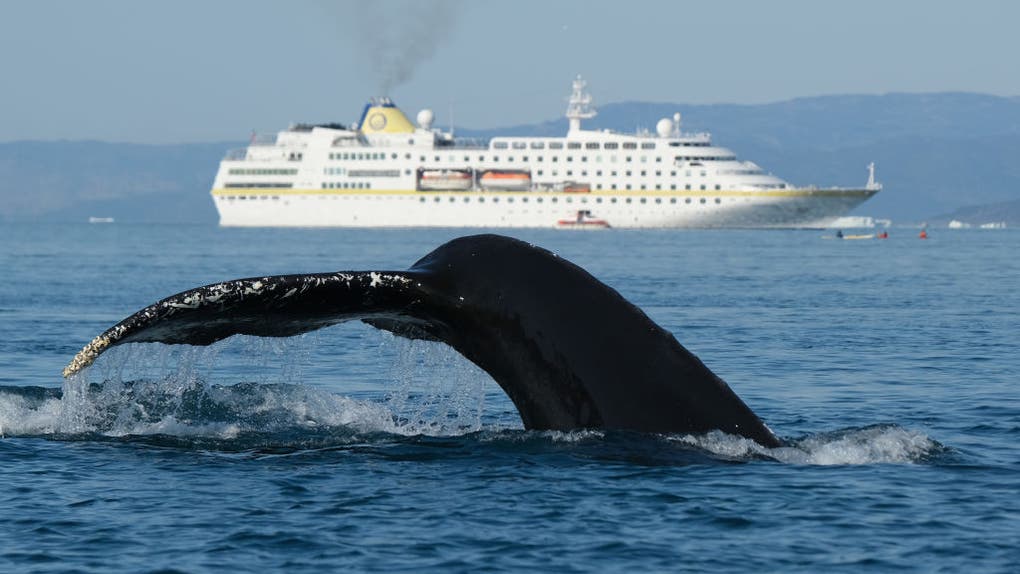 Whale swallows man whole