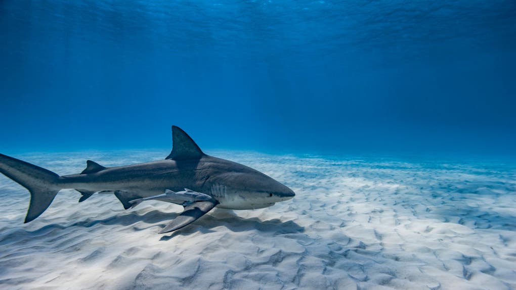 Bull shark swimming on a sandy bottom