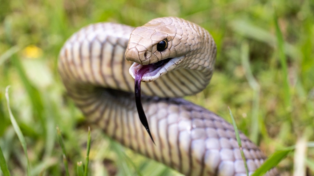 Eastern Brown Snake
