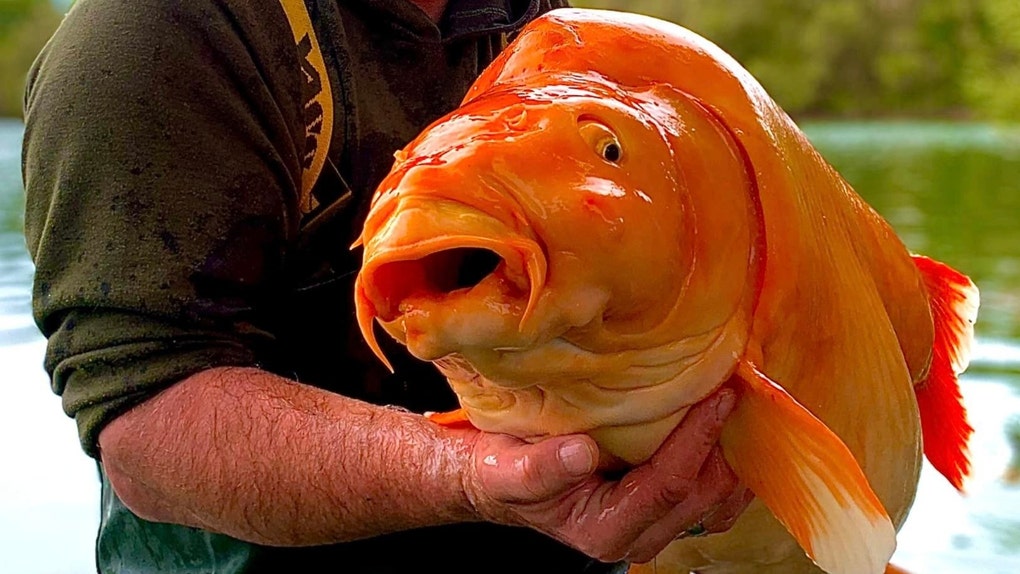 Giant Goldfish