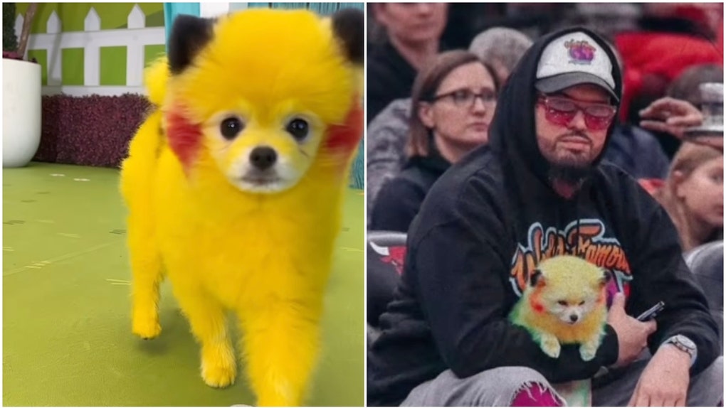 Pikachu Pomeranian Heat Game