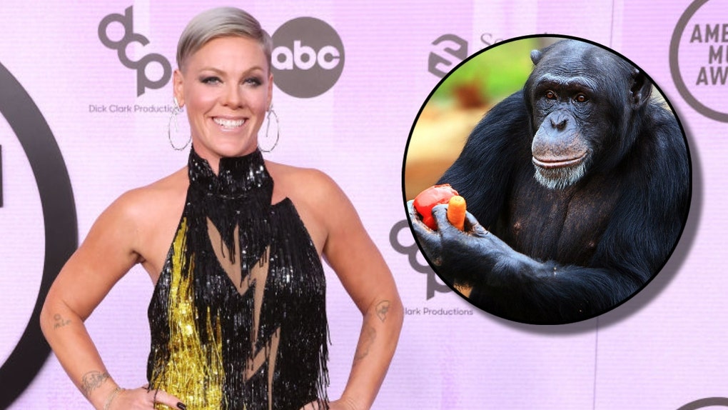 Pink-and-Chimpanzee